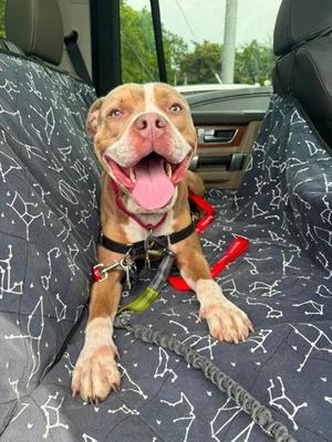 Melo, Mixed Breed, adult, available for adoption