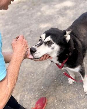 Sirius, Mixed Breed, adult, available for adoption