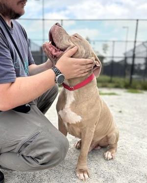 Jo-Jo, Mixed Breed, adult, available for adoption