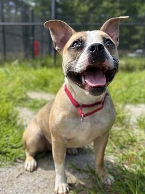 Bookmark, Mixed Breed, adult, available for adoption