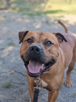 Max, Mixed Breed, adult, available for adoption