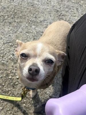 Galadriel (& Radagast), Mixed Breed, adult, available for adoption
