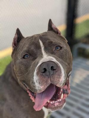 Rocky, Mixed Breed, adult, available for adoption