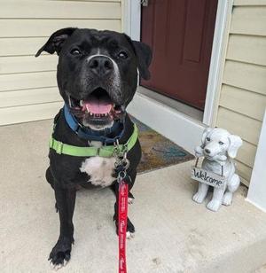 Big Midnight-in foster!, Mixed Breed, adult, available for adoption