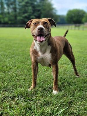Amber Lynn - in foster!, Mixed Breed, adult, available for adoption