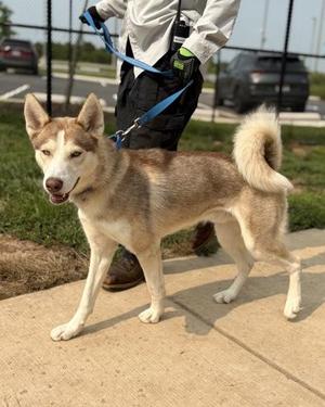 Redmond, Mixed Breed, adult, available for adoption