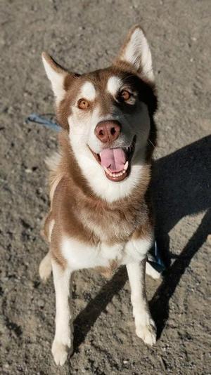 Bella Simone, Mixed Breed, adult, available for adoption