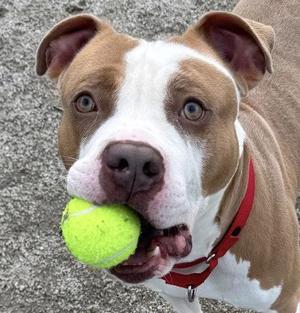 Bruno, Mixed Breed, adult, available for adoption