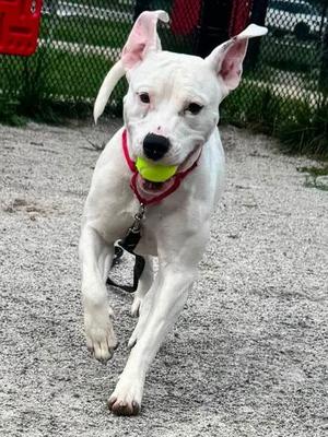 Angel, Mixed Breed, adult, available for adoption
