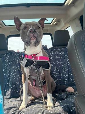 Lucy Fancypants, Mixed Breed, adult, available for adoption