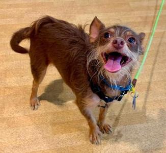 Radagast (& Galadriel), Mixed Breed, adult, available for adoption