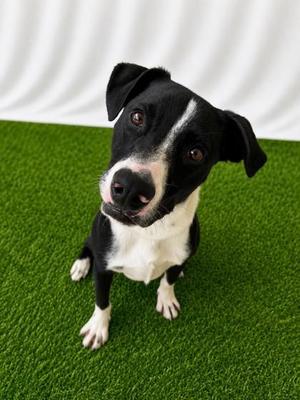 Linus, Mixed Breed, adult, available for adoption