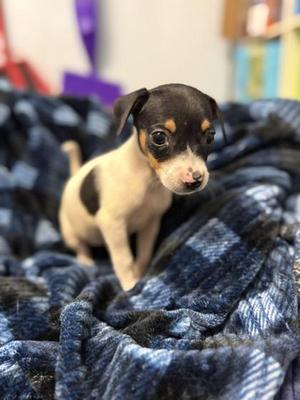 Lishers, Mixed Breed, puppy, available for adoption