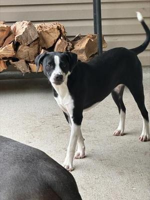 Brave, Mixed Breed, adult, available for adoption