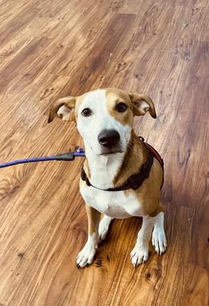 BabyJaneDoe, Mixed Breed, young, available for adoption