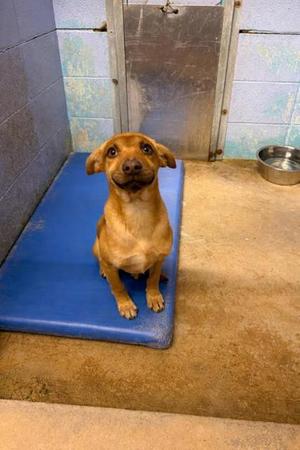 SisterRosettaThorpe, Mixed Breed, puppy, available for adoption