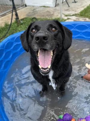Nola Lady, Mixed Breed, adult, available for adoption