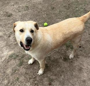 A light-colored dog standing on a dirt ground with a green tennis ball in the background.