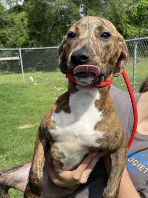 Elmo, Mixed Breed, young, available for adoption