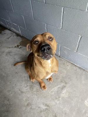 Elodie, Mixed Breed, adult, available for adoption