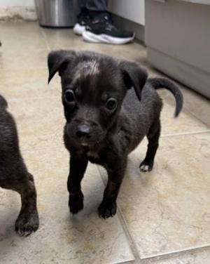 Baymax, Mixed Breed, puppy, available for adoption