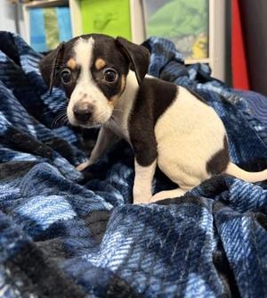Alix, Mixed Breed, puppy, available for adoption