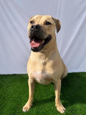 Frank Lucas, Mixed Breed, adult, available for adoption