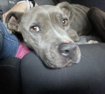 A gray dog with brown eyes resting its head on a black surface, possibly a car seat, with a person's arm and leg visible in the background.