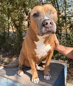 Bill Furry, Mixed Breed, adult, available for adoption