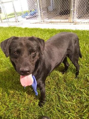 BBKing, Mixed Breed, adult, available for adoption