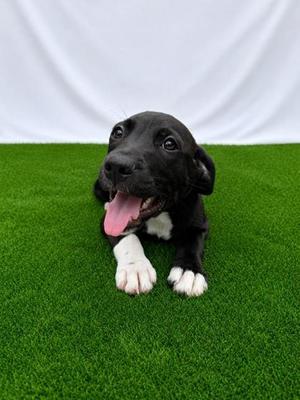 Sherman Vermon, Mixed Breed, puppy, available for adoption