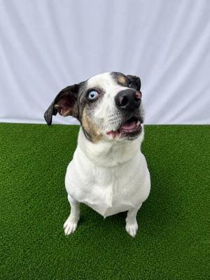 Happy Hades, Mixed Breed, adult, available for adoption