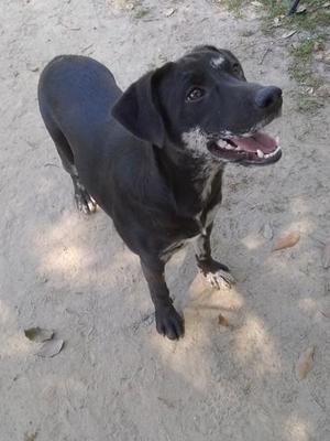 black dog standing on sandy ground