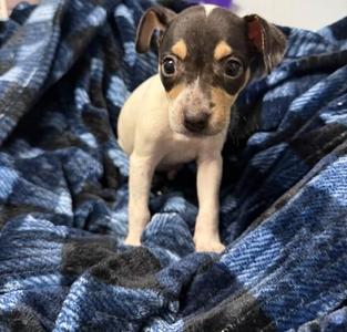 Alecia, Mixed Breed, puppy, available for adoption