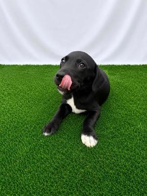 Nibby Bibby, Mixed Breed, puppy, available for adoption