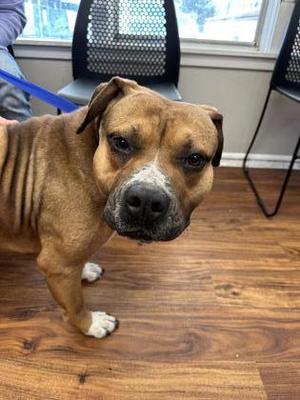 Doug, Mixed Breed, adult, available for adoption