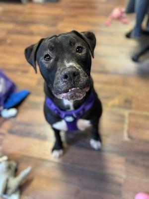 Koda, Mixed Breed, puppy, available for adoption