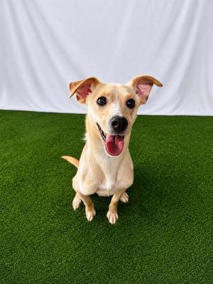 Belly, Mixed Breed, adult, available for adoption