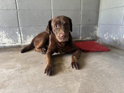 BigJoeWilliams, Mixed Breed, senior, available for adoption