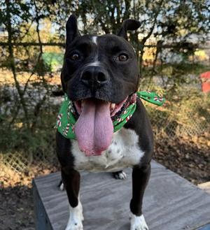 Caesar, Mixed Breed, adult, available for adoption