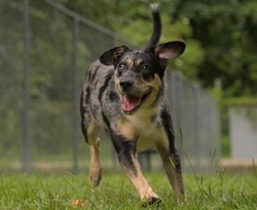 A happy dog with a black and tan coat running on grass in a fenced area.