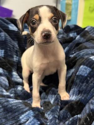 Alister, Mixed Breed, puppy, available for adoption