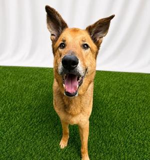 Groot(Rufus), German Shepherd Dog / Mixed Breed, senior, available for adoption