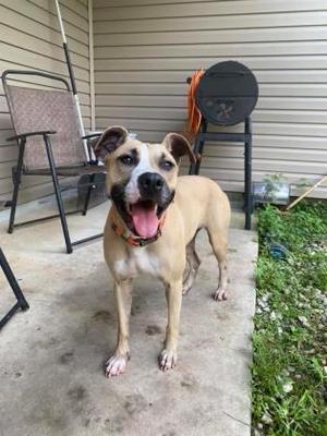 A happy brown dog with a black muzzle and floppy ears standing on a concrete patio. The dog is wearing a red collar and has its mouth open in a joyful expression. In the background, there is a patio chair, a grill, and some greenery.