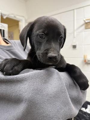 Herbie Newbie, Mixed Breed, puppy, available for adoption