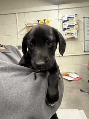 Kirby Derby, Mixed Breed, puppy, available for adoption