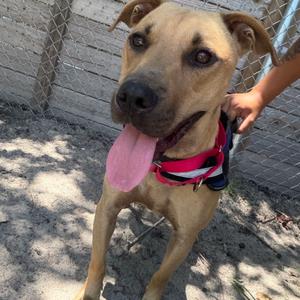 Gage 29786, Mixed Breed (Medium), young, available for adoption