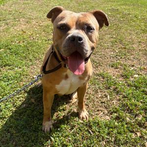 Coco 28185, Mixed Breed (Large), adult, available for adoption