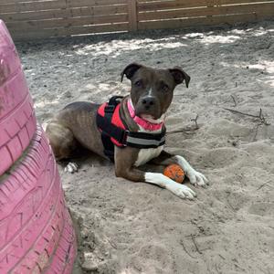 A brindle pit bull mix dog with a pink collar and a red and black harness lies on a sandy surface with a small orange ball between its paws.