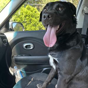 Joey 25842, Mixed Breed (Medium), adult, available for adoption